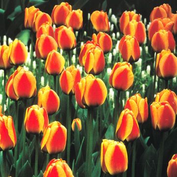 Tulip Darwin Hybrid Apeldoorn Elite