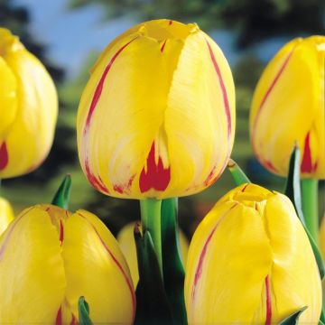 Tulip Single Late La Courtine