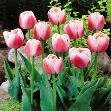 Tulip Darwin hybride Ollioules