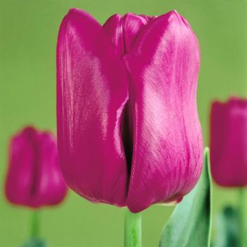 Tulip Triumph Passionale