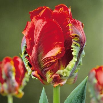 Tulip parrot Rococo