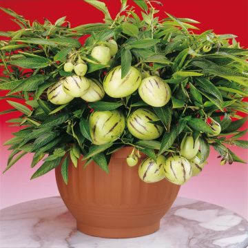 Solanum muricatum Melon Pepino