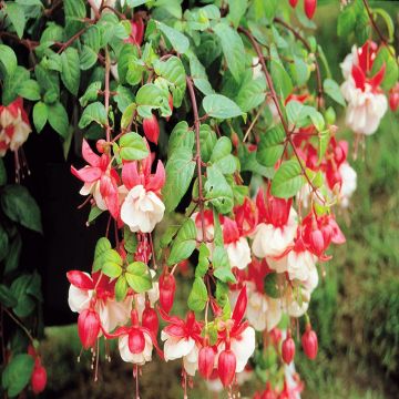 Fuchsia Swingtime