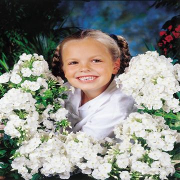 Phlox paniculata Nathalie Phlox paniculata Nathalie