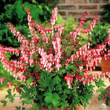 Dicentra spect Bleeding Heart