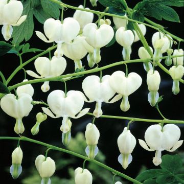 Dicentra spect White Virgin