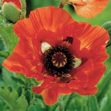 Papaver orientale Pinnacle Red Papaver orientale Pinnacle Red