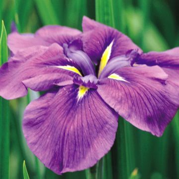 Iris ensata (kaempferi)  Royal Banner