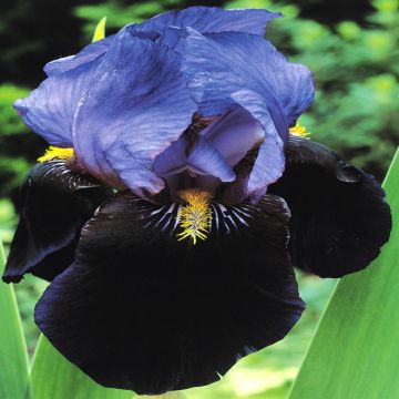 Iris barbata Purple Night