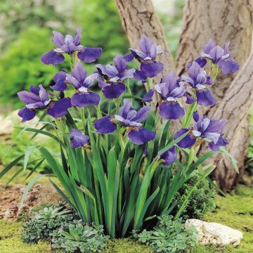 Iris Sibirica Blue Pendant Iris Sibirica Blue Pendant