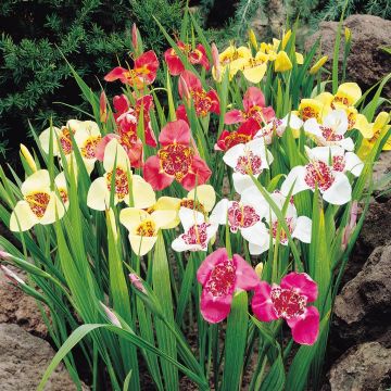 Tigridia pavona Mix Tigridia pavona Mix