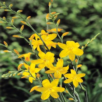 Crocosmia Constance Mckensy Crocosmia Constance Mckensy