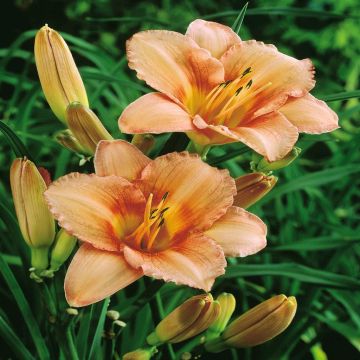 Hemerocallis Elaine Strutt