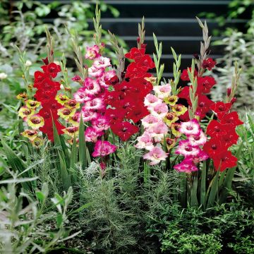 Gladioli butterfly Mix  A