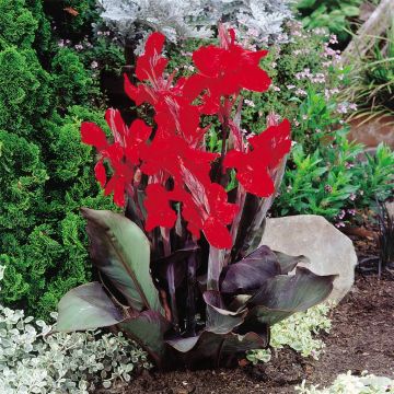 Canna Black Night Red