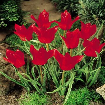 Tulip Species Linifolia