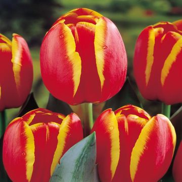 Tulip Darwin hybride Worlds Favourite