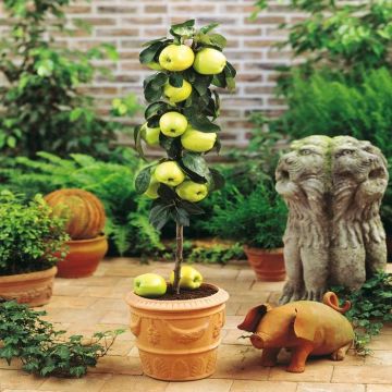 Malus domestica Dwerg Appel Gol