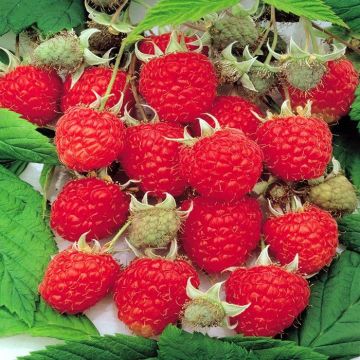 Rubus idaeus 'Raspberry Zeva'