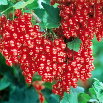 Ribes rubrum 'Jonkheer van Tets' Ribes rubrum 'Jonkheer van Tets'