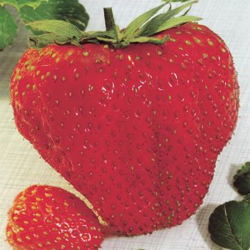 Fragaria Maxi Fructa Giant Stra