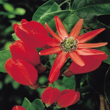 Passiflora Alata