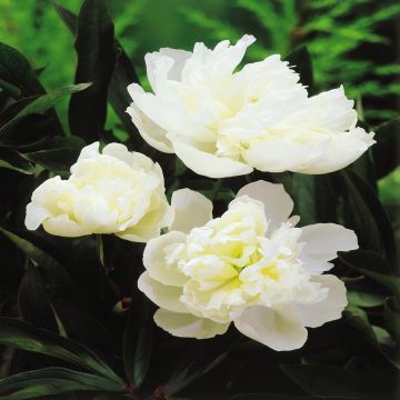 Paeony lactifolia White Surprise Paeony lactifolia White Surprise