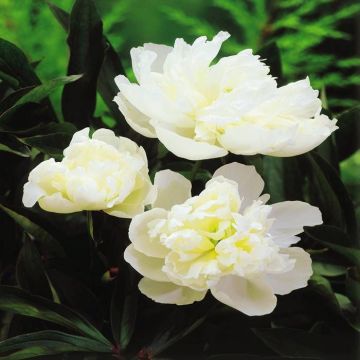 Paeony lactifolia White Surprise
