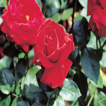 Rose Ingrid Bergman
