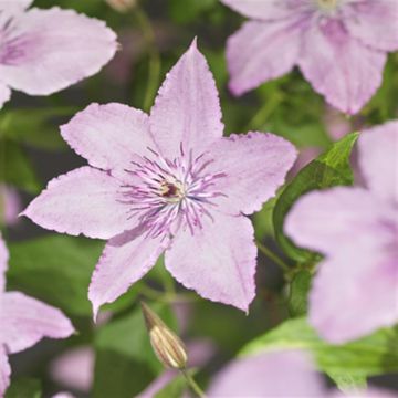 Clematis Hagley Hybrid