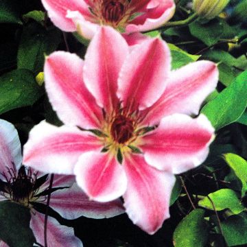 Clematis Nelly Moser B