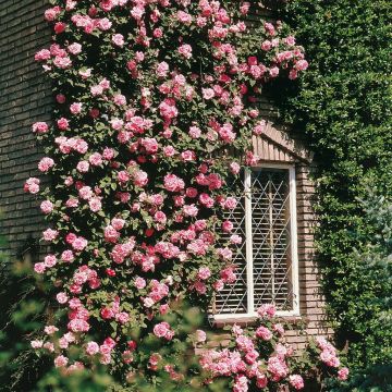 Climbing Rose Coral Dawn B