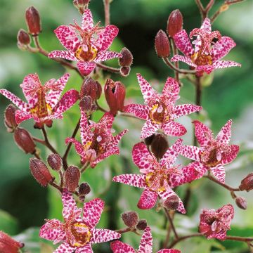 Tricyrtis formosana