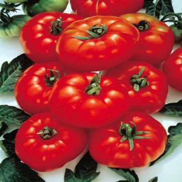 Tomato Super Marmande