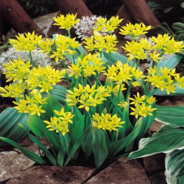 Allium Molly Yellow A