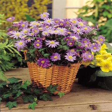 Anemone Blanda Basket