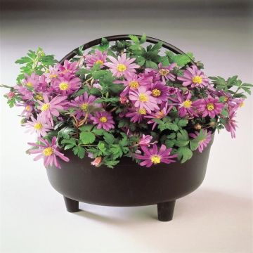 Anemone Blanda Cauldron
