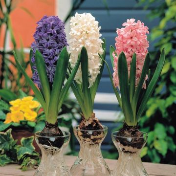 Hyacinth  with Glasses