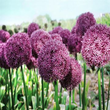 Allium giganteum
