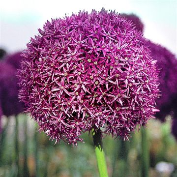 Allium Globemaster