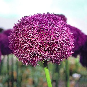 Allium Globemaster