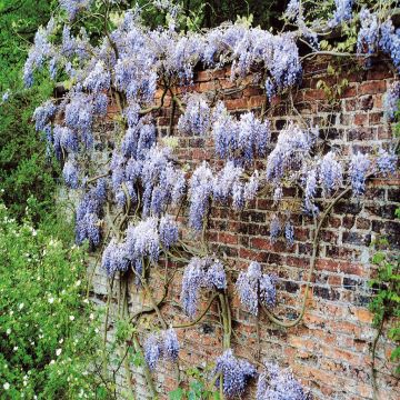 Wisteria sinensis Blue Rain