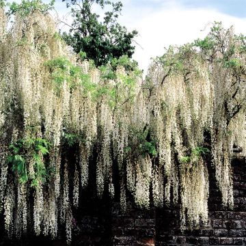 Wisteria White