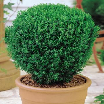Buxus Teddy Bear Tree