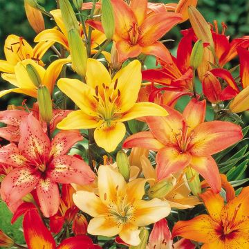 Lilium asiatic mix Lilium asiatic mix