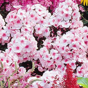 Phlox Bright Eyes B