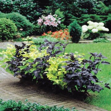 Physiocarpus Hedge Purple Green