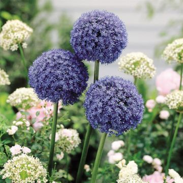 Allium azureum Allium azureum