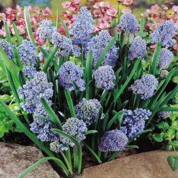 Muscari Blue Spike