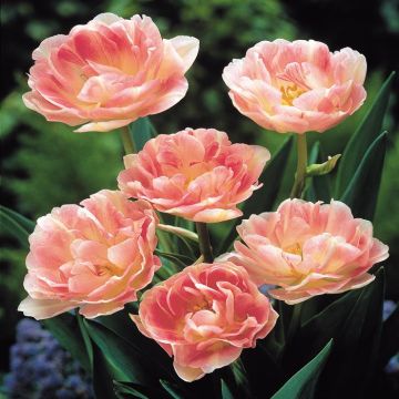 Tulip Up Star - Angelique